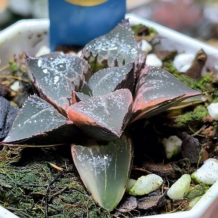 607酒吞錦特選福利