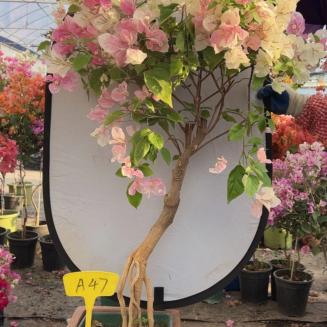 S***h大部分花苞少量开放A47广红樱