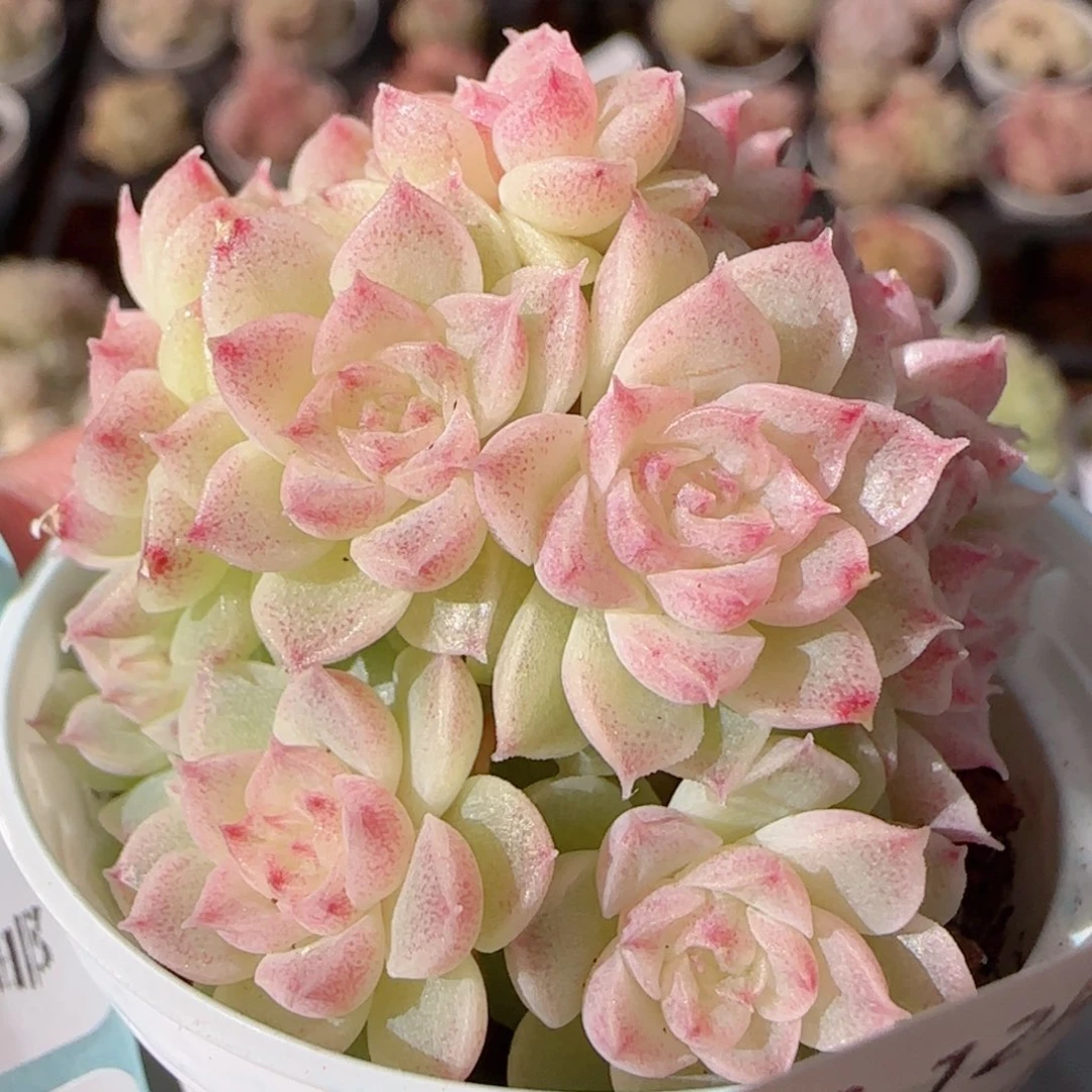 花语多肉1230-203散