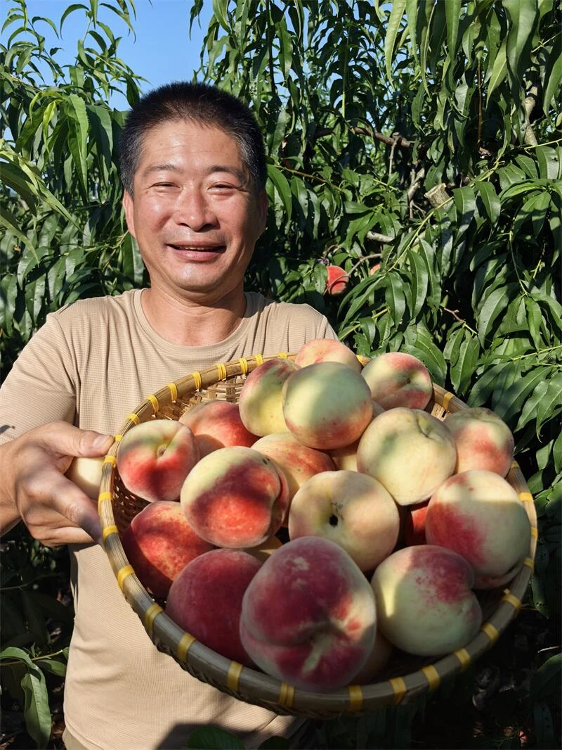 小遥二嫂家的老品种离核桃子四斤半包邮顺丰陆运