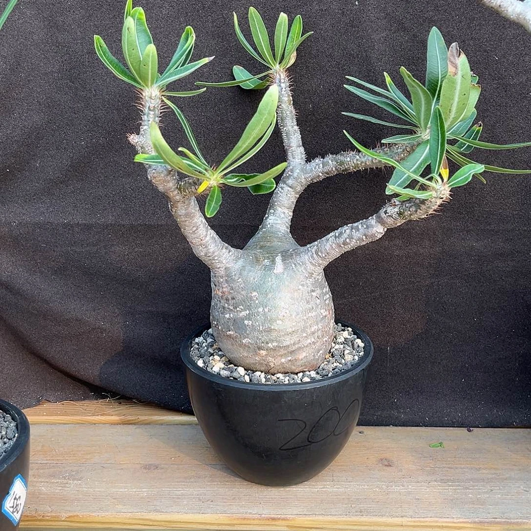 光***星精品象牙宫，矮圆肚