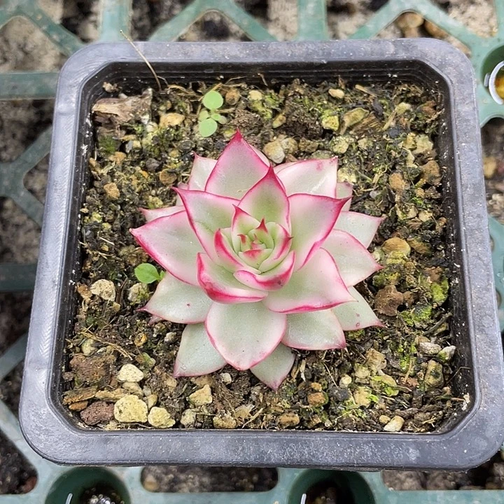 吉赛尔锦一物一拍