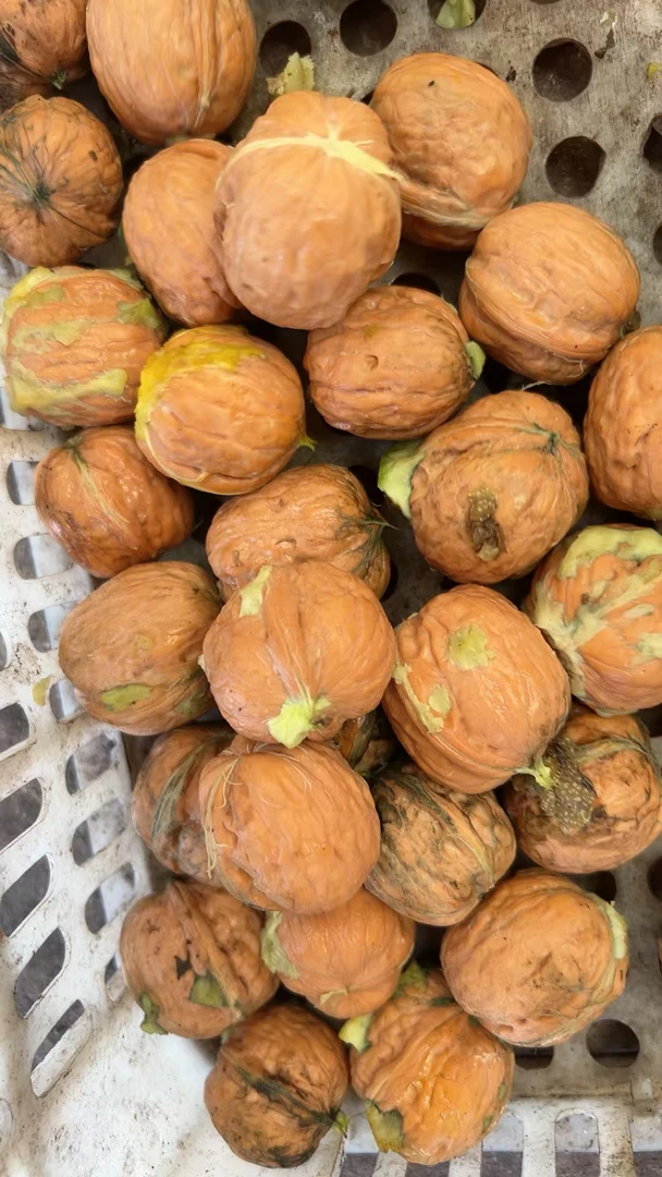 手工去青皮鲜核桃中果纸皮油香阿克苏脆壳核桃