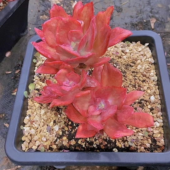 @*猫钻石锦多肉植物群