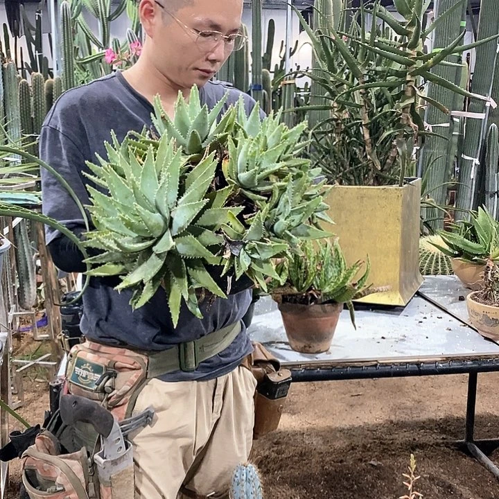一物一拍 龙山芦荟整盆发货