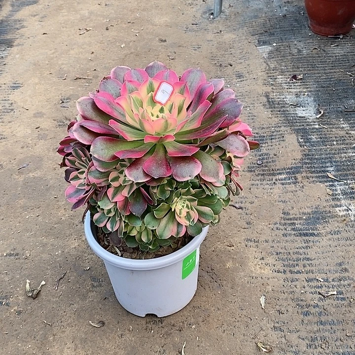 9，香妃135678900000