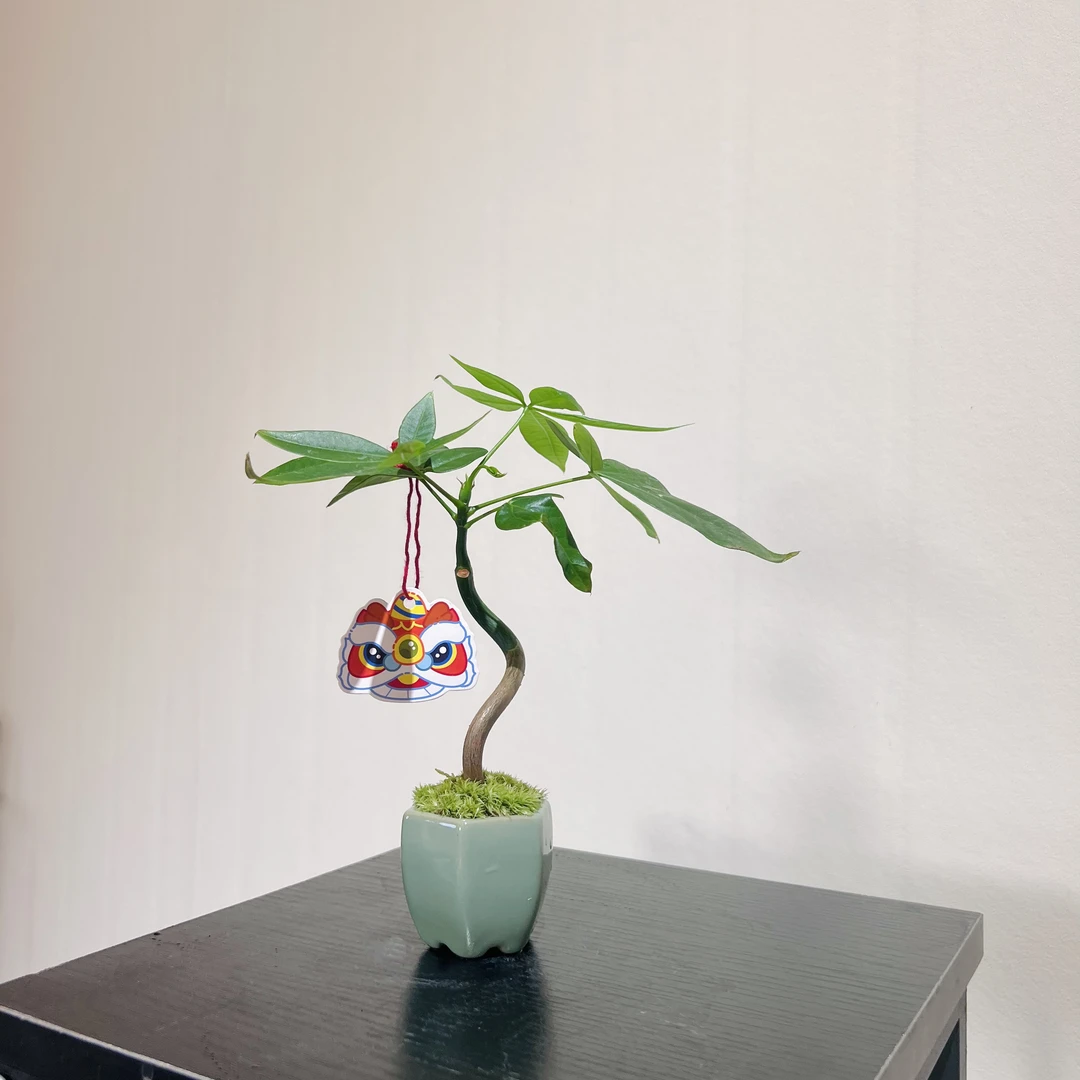 奇趣发财树室内好养加赠小六角花盆