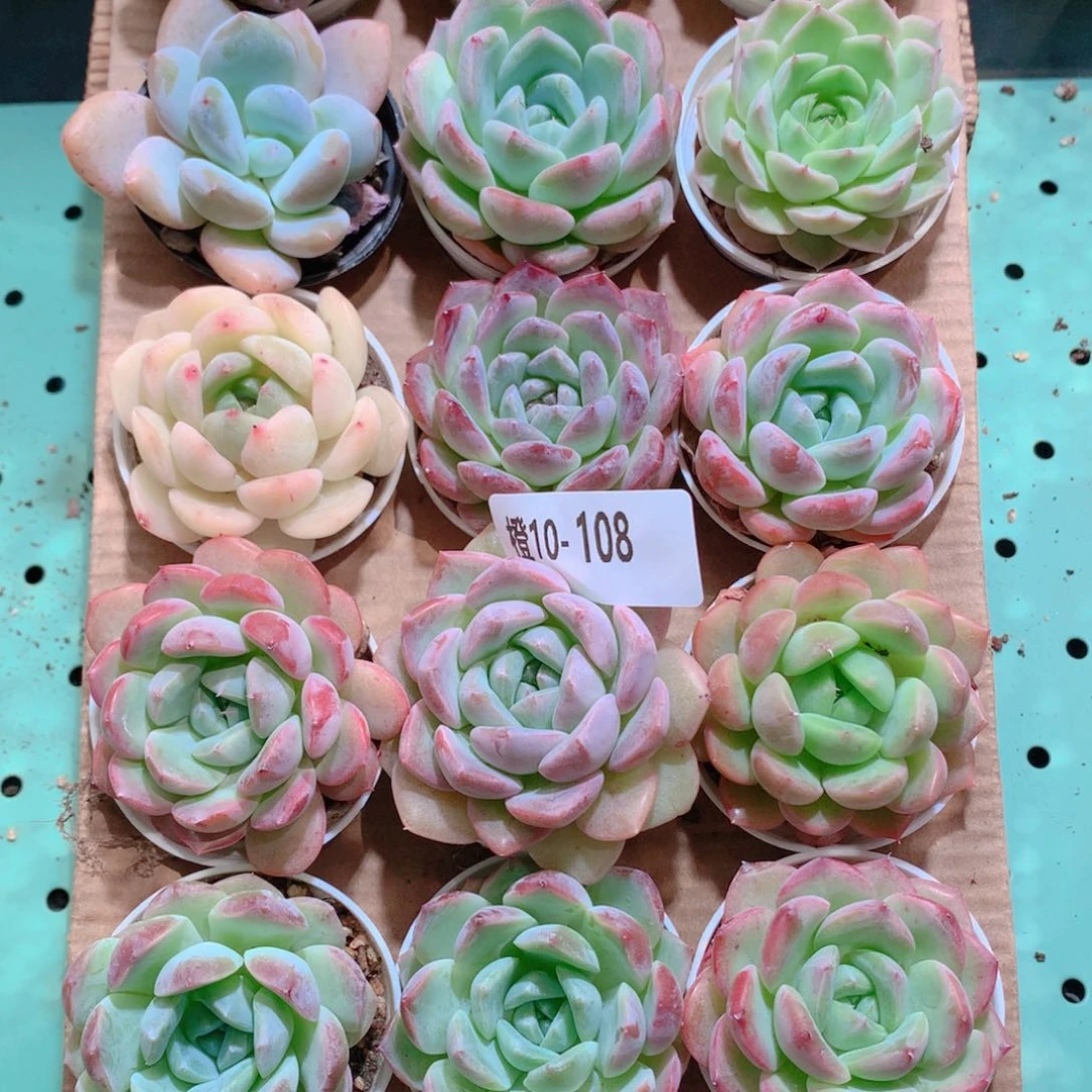 10-108一物一拍带盆18颗