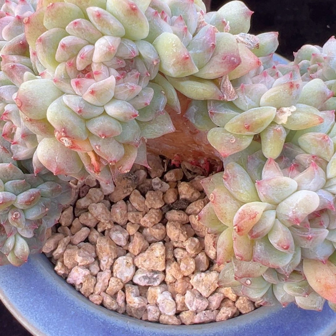 太*新年快乐啊宝宝们8888888