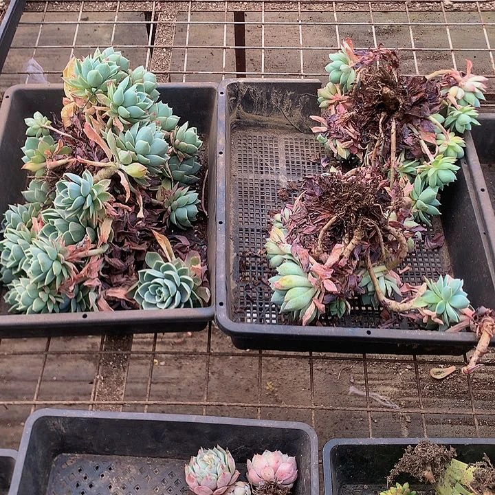 7-4×0000000008088888