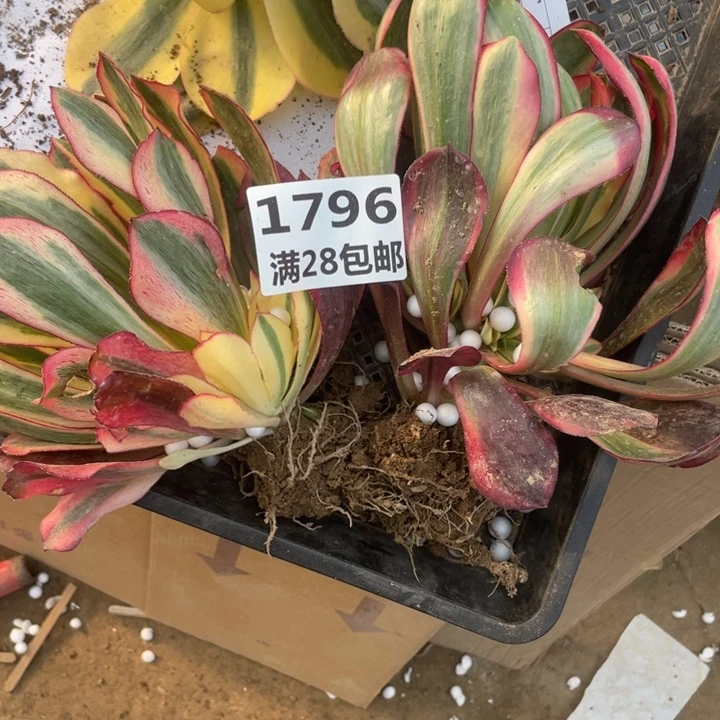 海****?1796两个多肉植物福利一号棚