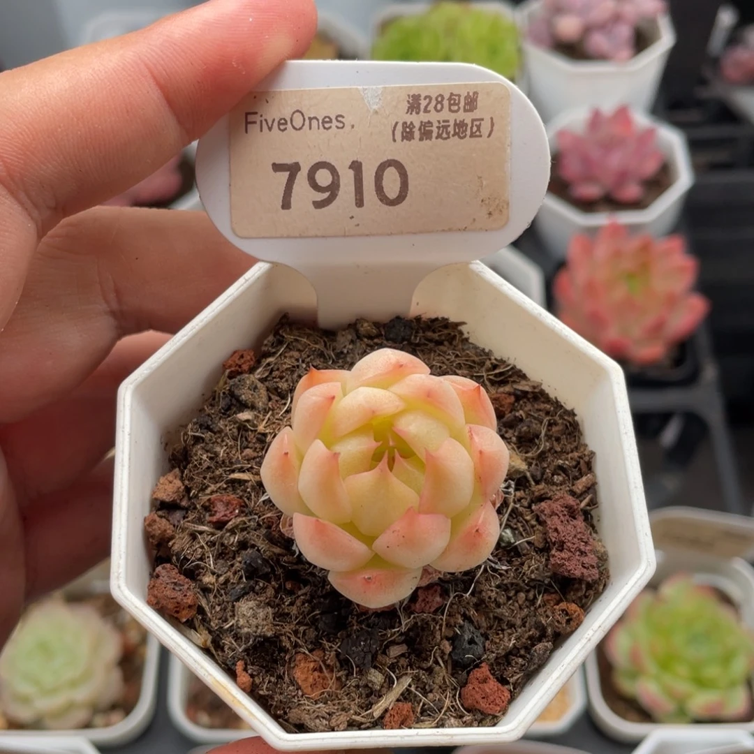麦秆7910-3.0厘米