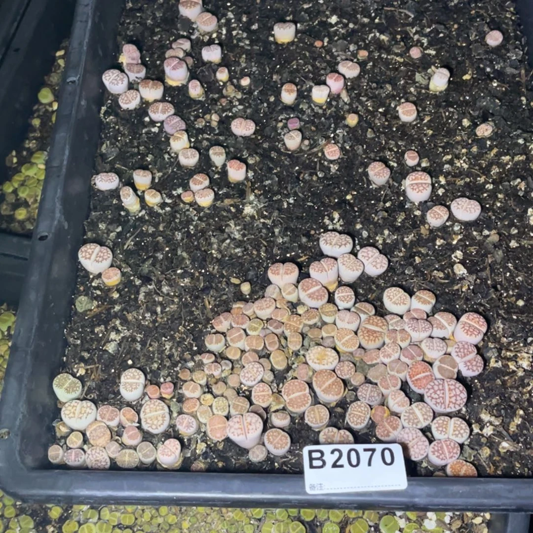 奶***呀2070福利筐1不售后