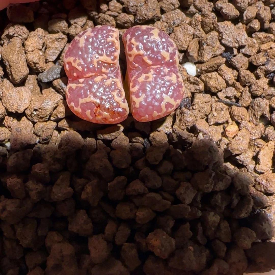 肉锥多肉植物组合-酒红泡泡勋116