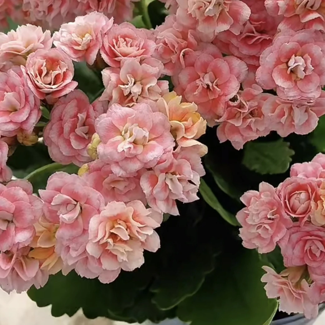 漫卷流光：精品长寿（烂叶黄叶断个别花苞不售后，介意勿拍）