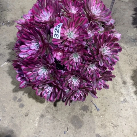 323红铜白134667889