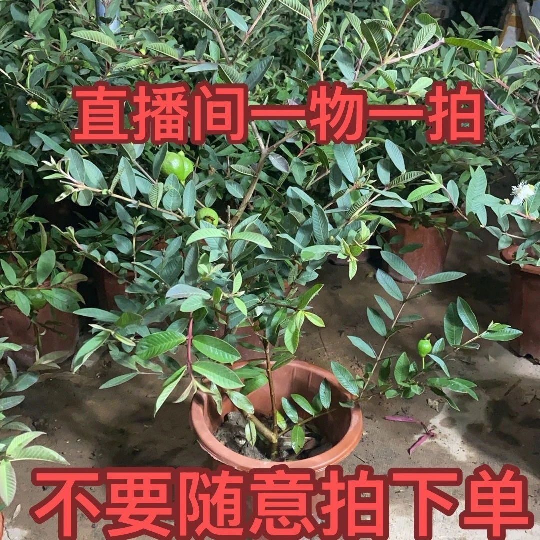 直播间一物一拍各种果树苗,到手包鲜活,没诚信不要拍