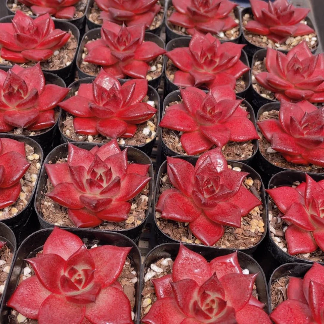 量拍35号 血色罗宾单头一个