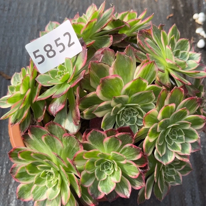 万花筒特价多肉发货