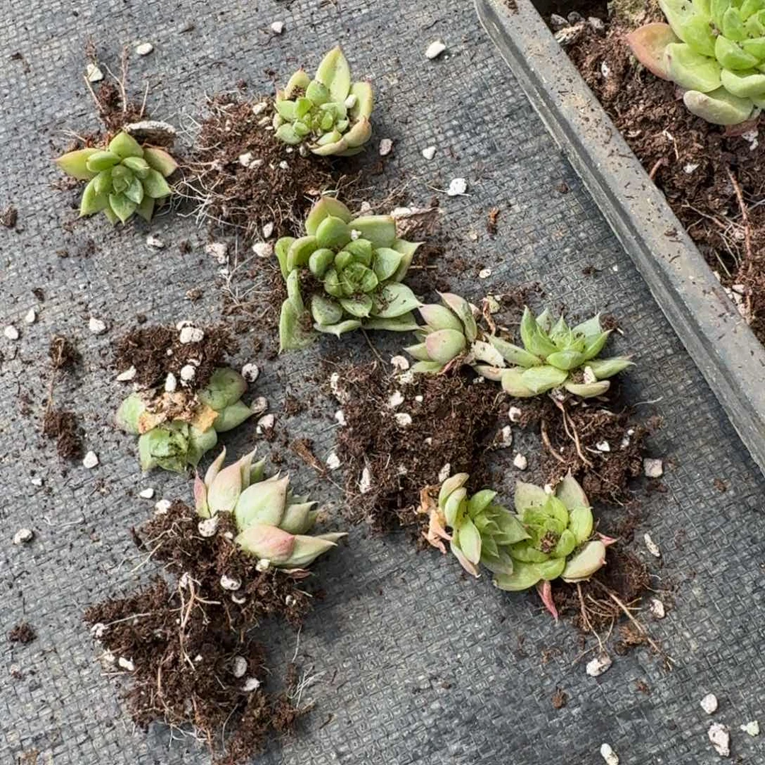 10-28多肉杂交绿珍妮十棵量拍