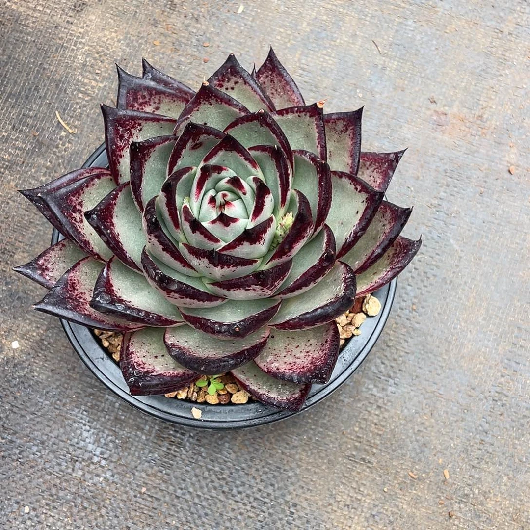 梦***&多肉植物一物一拍