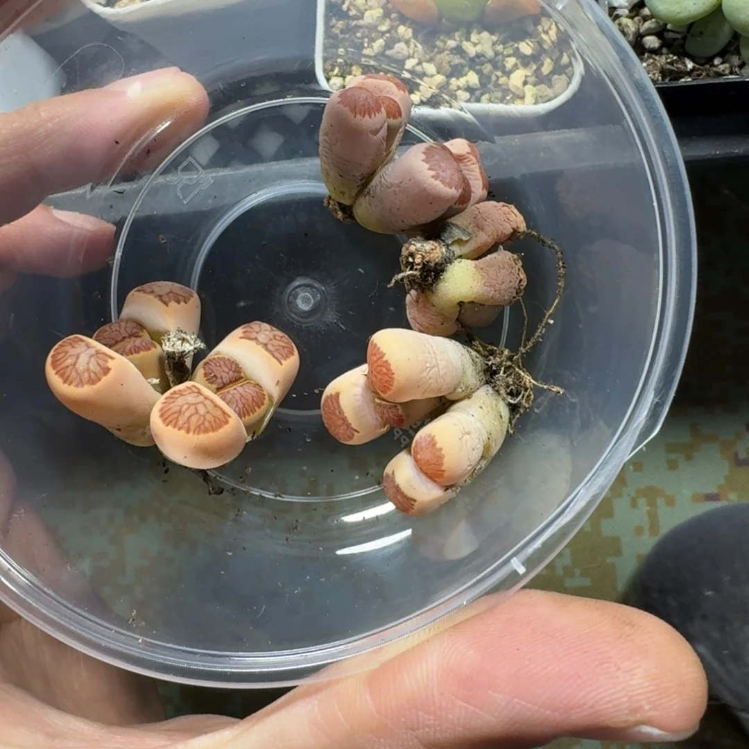 钰*媛3176。母本菊4颗。两颗有点瑕疵