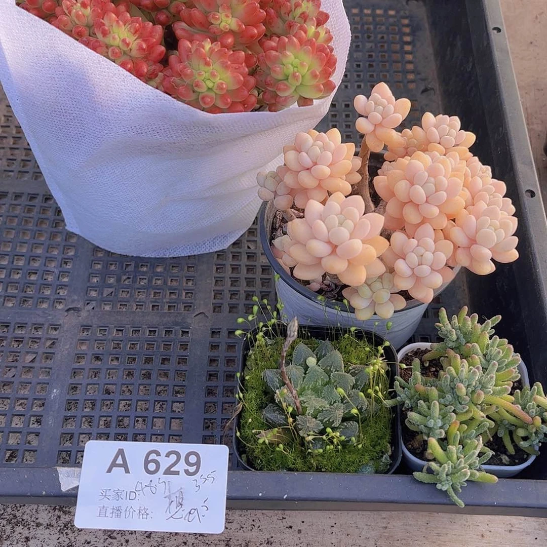 多肉629多肉植物