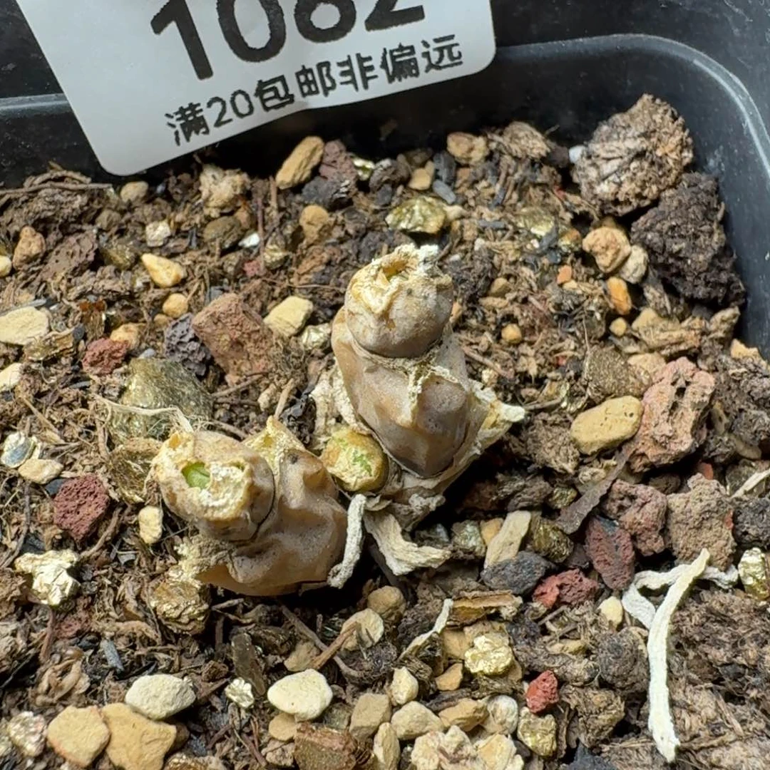 碧光环带色母。