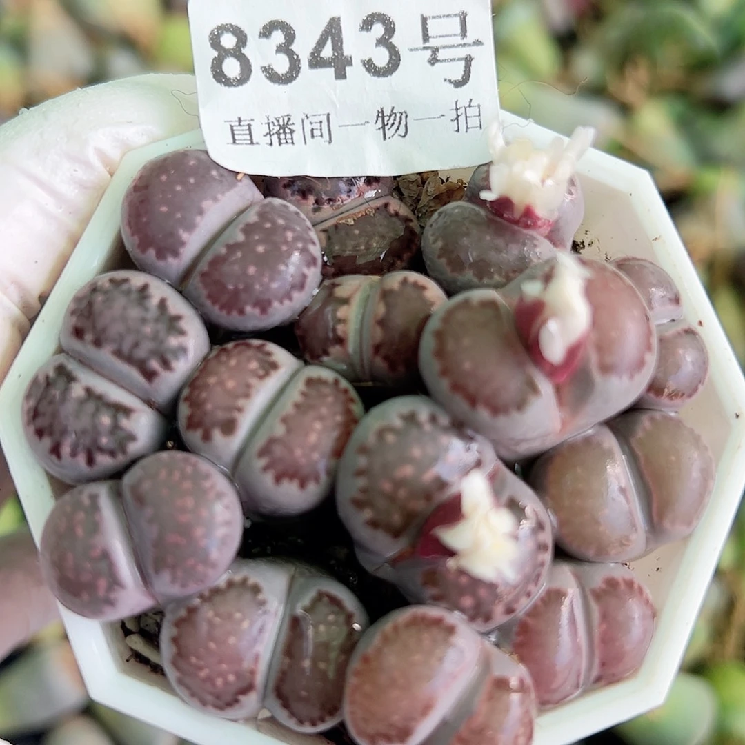 8343 好养易活生石花大母本