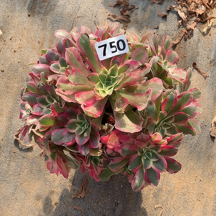 叶子有伤女巫变异750