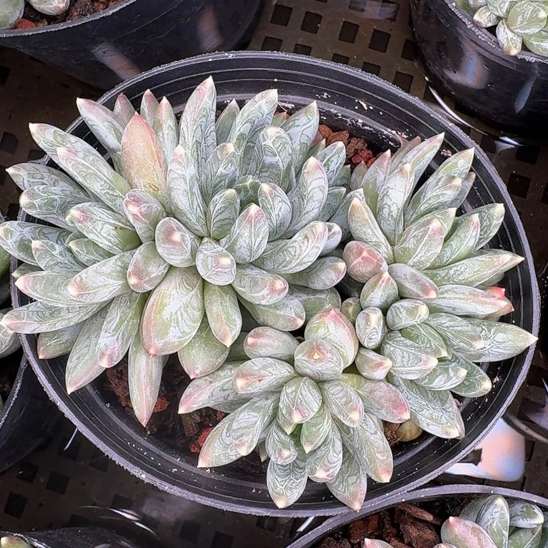 从前慢多肉编号炫彩星