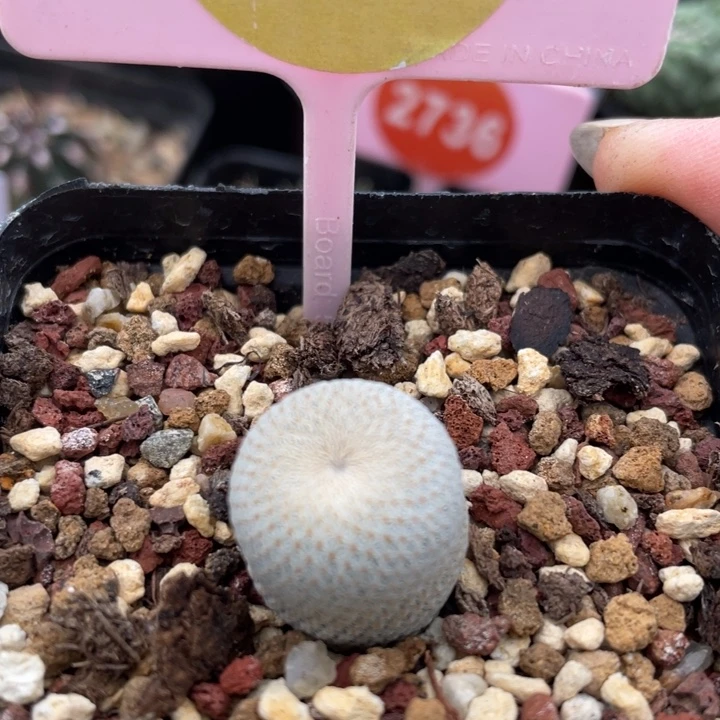 实生小人帽一棵3005