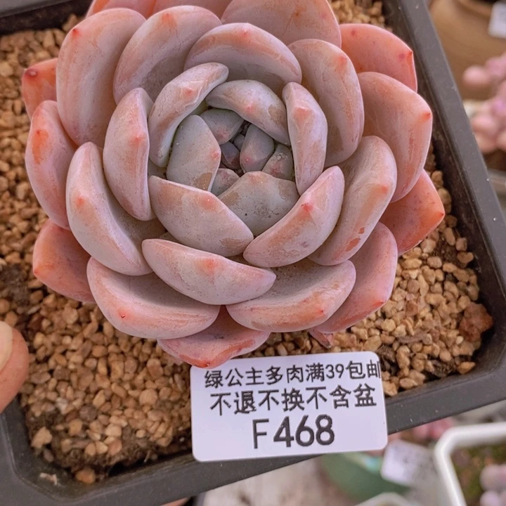 橙子6cm468多肉植物