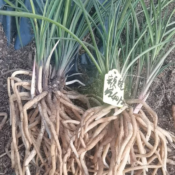 完全开放惠兰红香妃浓香型9