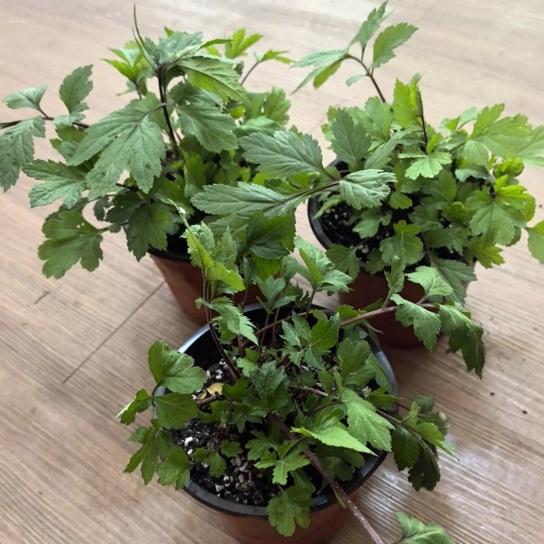 云南野生红芹菜苗 红毛芹红艾草新鲜食用花菜种苗盆栽四季可种