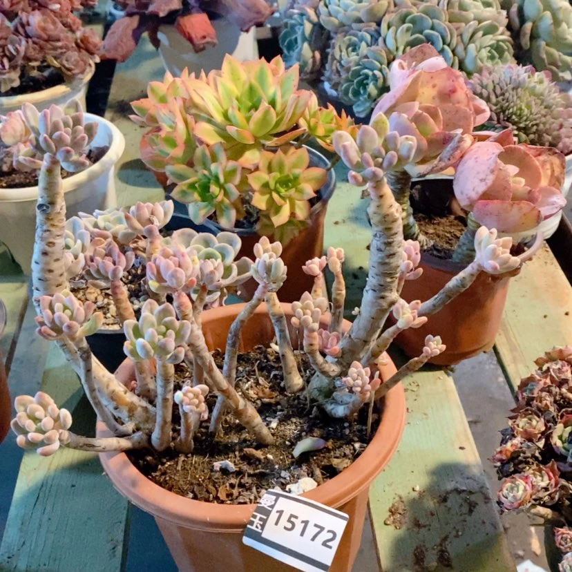 【闪购商品】-***-灯美人15172