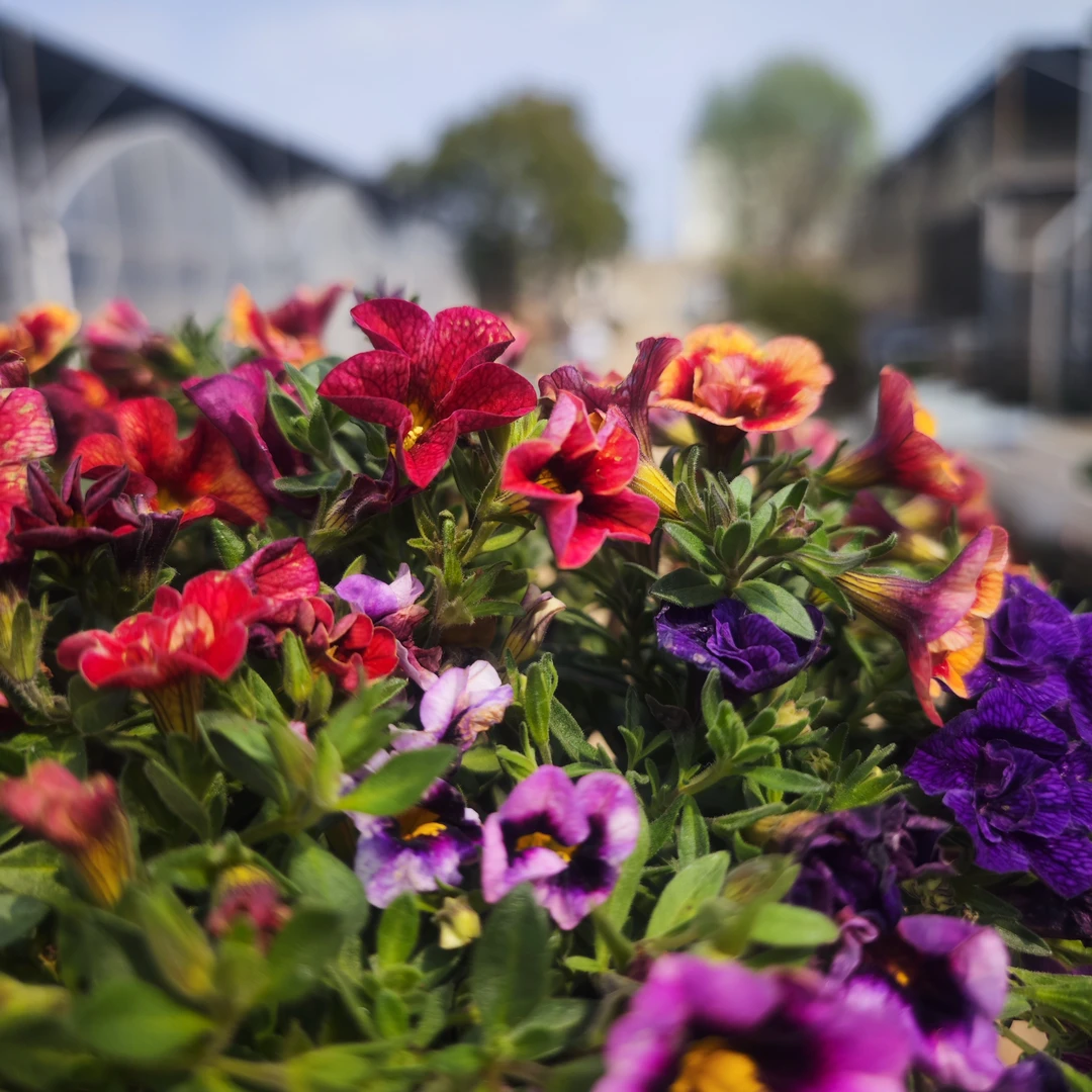 舞春盆栽室内好养艳丽