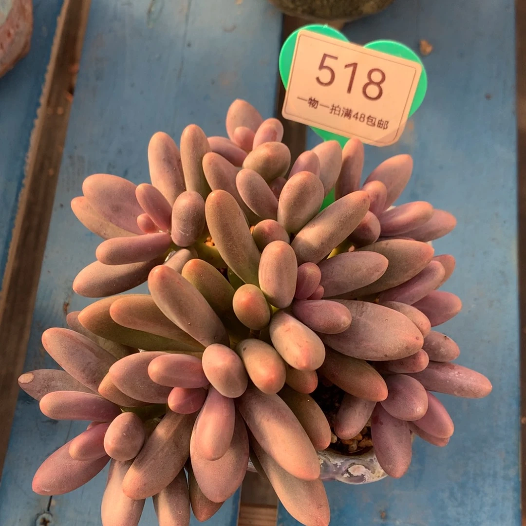 糖果美人无砍平头518