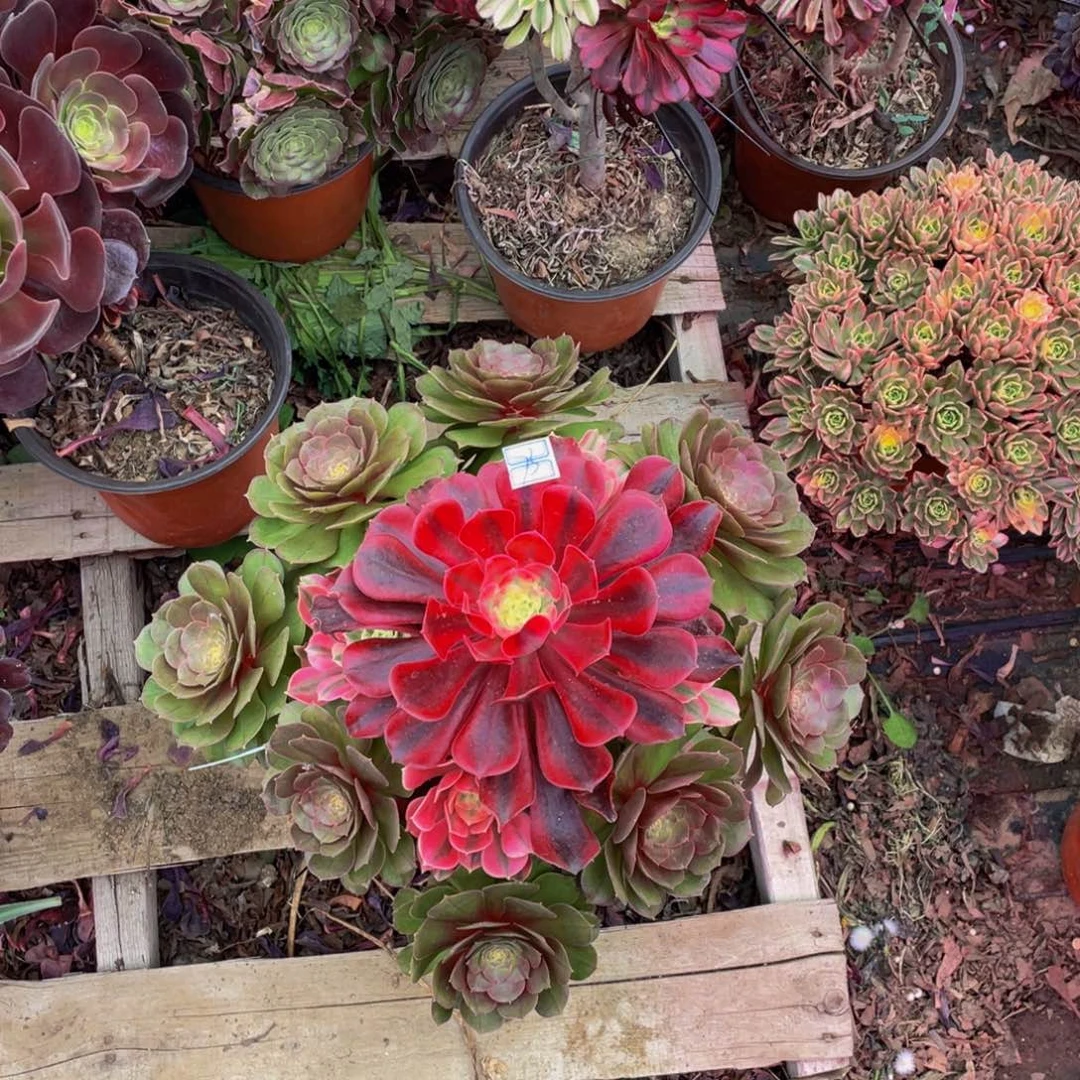 嫁接法师老桩鲜花73