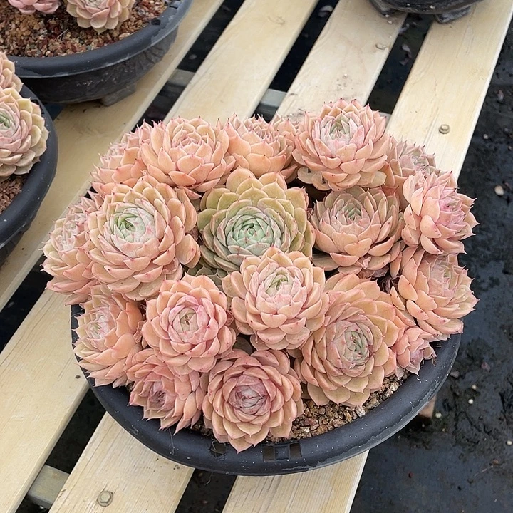 多肉植物昂斯诺老桩