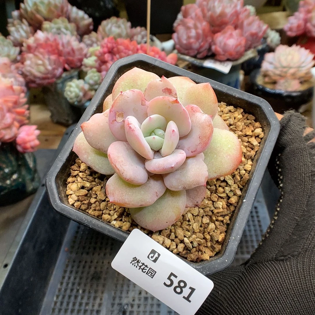 581奶茶多肉植物6666