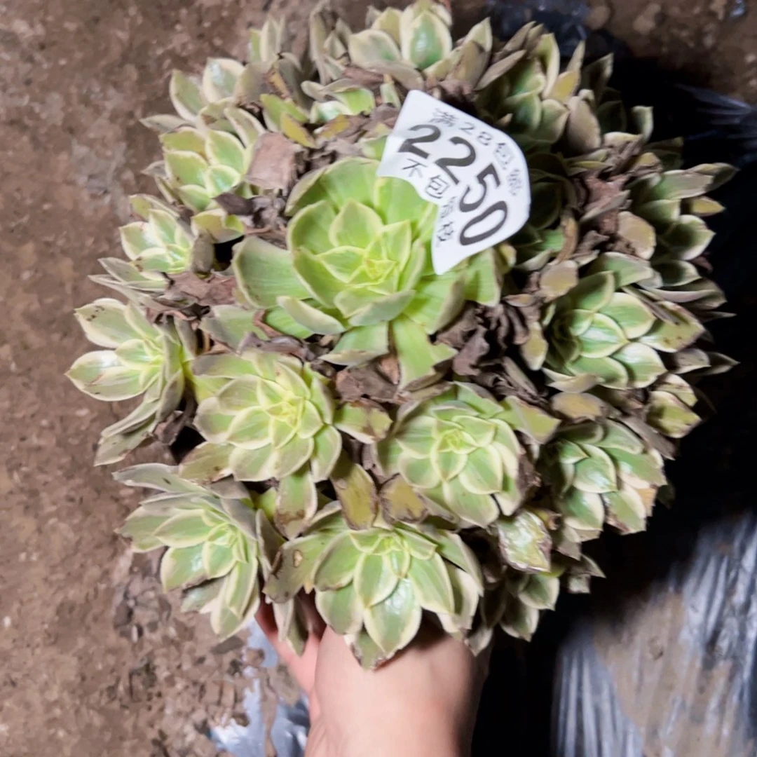 浣纱多肉植物法师2250法师