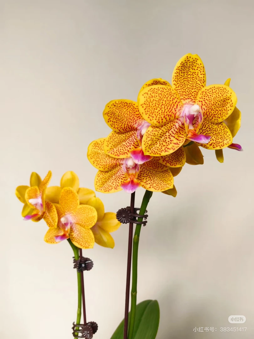 【金龙】2.5寸原生种蝴蝶兰苗