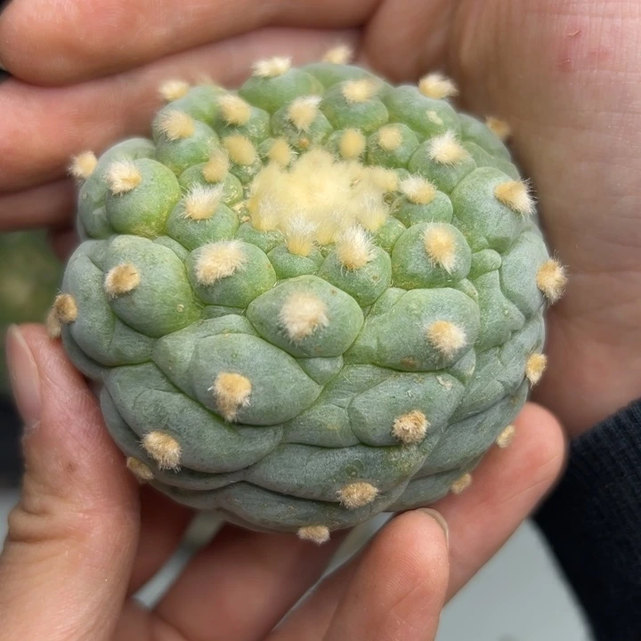 706  无根 仙人球和太阳的