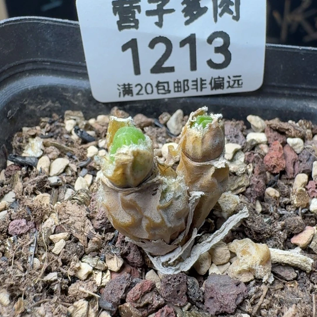 碧光环   带盆土