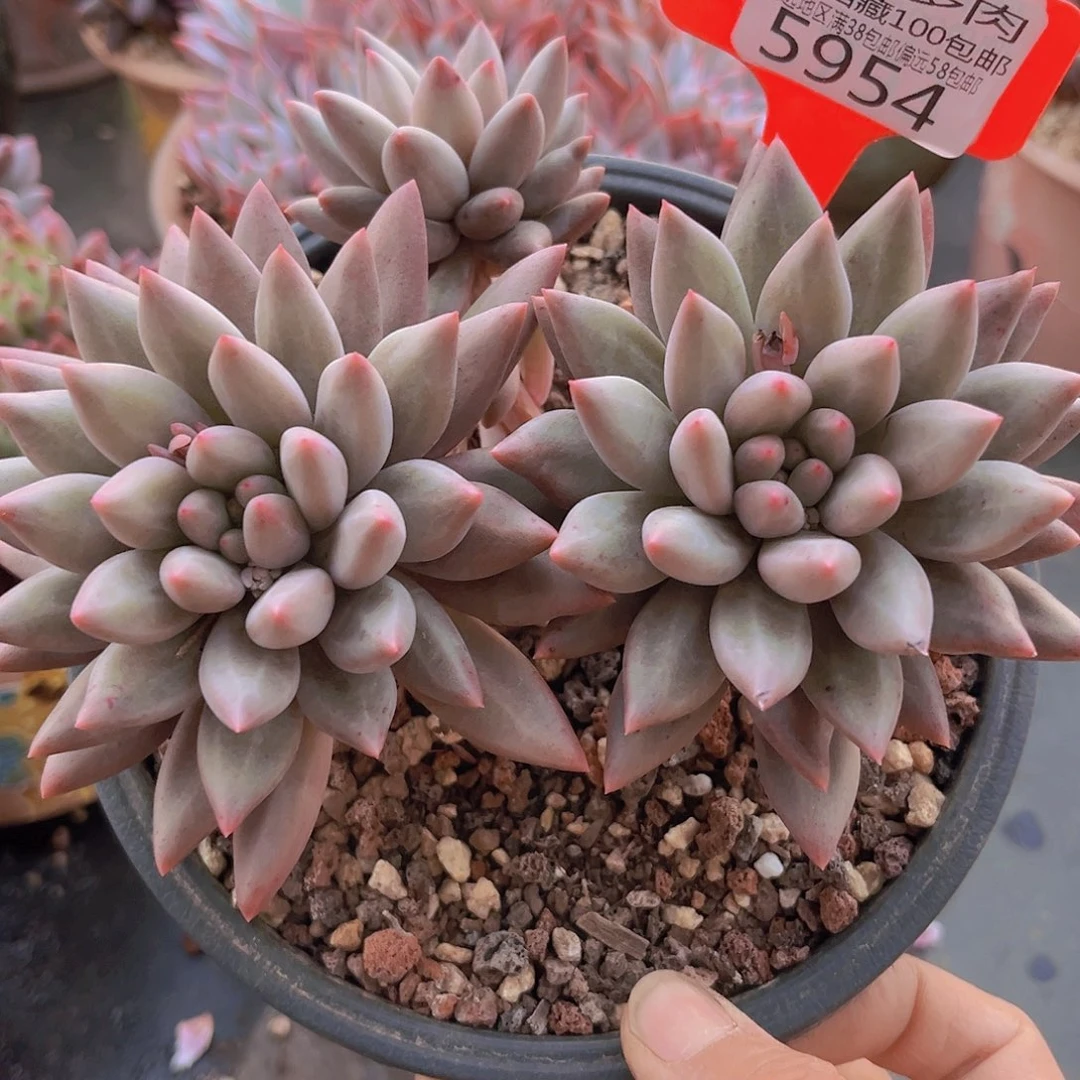 5954水晶球多肉植物。