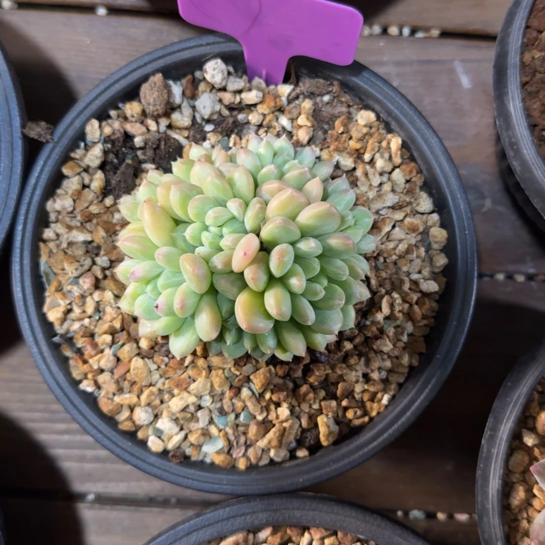 百达翡翠1111111111111111