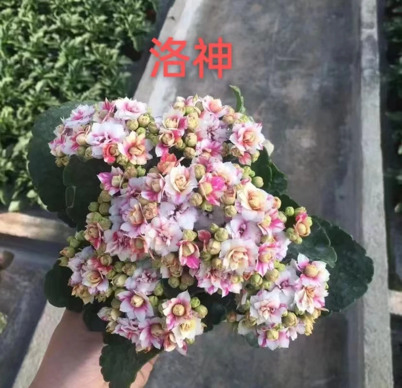 120洛神长寿花