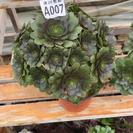 007万拉丝不包断枝