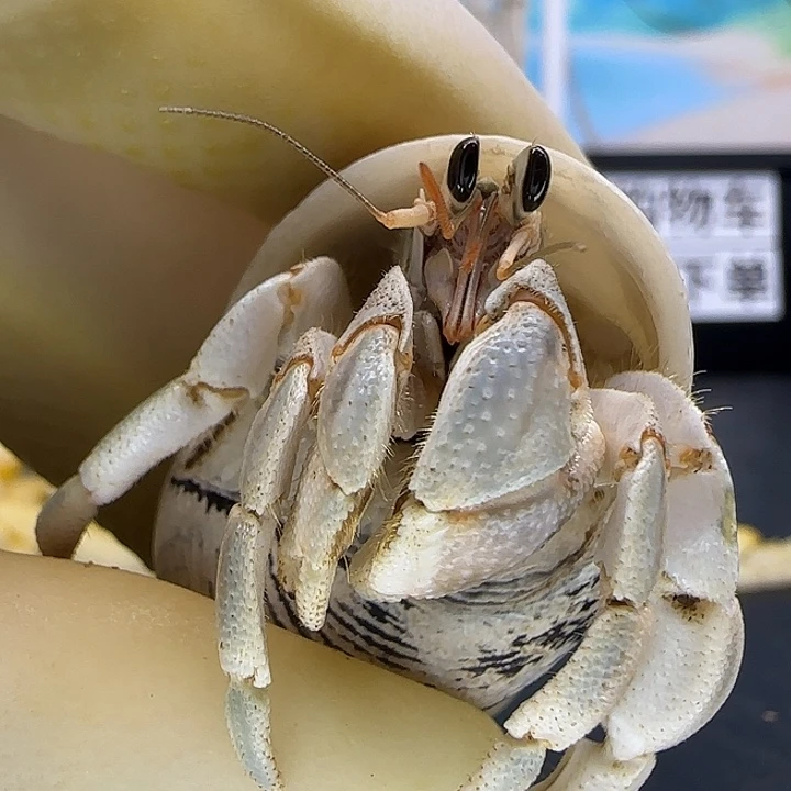 A3马岛灰白1.8cm口径